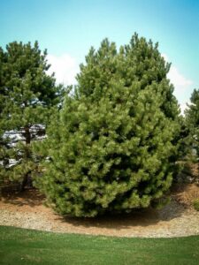 Сосна Чёрная (Pinus Nigra) купить по цене от 270.00р. в интернет-магазине «Посадика» с доставкой почтой в в Белорецке и по всей России – [изображение №1].