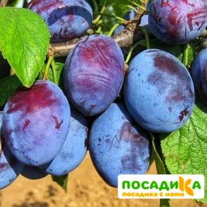 Слива Чачакская ранняя купить по цене от 229.00р. в интернет-магазине «Посадика» с доставкой почтой в в Белорецке и по всей России – [изображение №1].