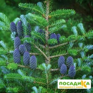 Пихта корейская (Abies koreana) купить по цене от 450.00р. в интернет-магазине «Посадика» с доставкой почтой в в Белорецке и по всей России – [изображение №1].