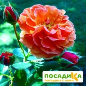 Роза Арабия купить по цене от 350.00р. в интернет-магазине «Посадика» с доставкой почтой в в Белорецке и по всей России – [изображение №1].