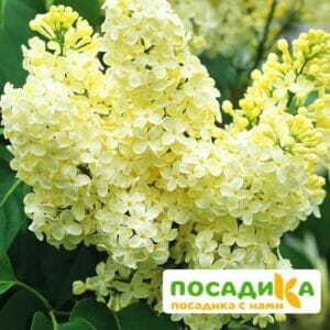 Сирень Примроуз (Primrose) купить по цене от 529.00р. в интернет-магазине «Посадика» с доставкой почтой в в Белорецке и по всей России – [изображение №1].