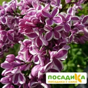 Сирень Сенсация купить по цене от 529.00р. в интернет-магазине «Посадика» с доставкой почтой в в Белорецке и по всей России – [изображение №1].