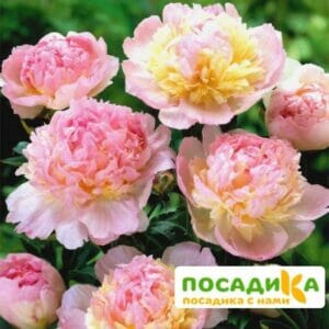 Пион Распберри Сандей (Paeonia Raspberry Sundae) купить по цене от 959р. в интернет-магазине «Посадика» с доставкой почтой в в Белорецке и по всей России – [изображение №1].