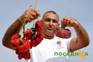 Клубника Гигант Джорнея купить по цене от 266р. в интернет-магазине «Посадика» с доставкой почтой в в Белорецке и по всей России – [изображение №1].