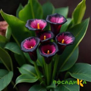 Калла Аура Лейс купить по цене от 400р. в интернет-магазине «Посадика» с доставкой почтой в в Белорецке и по всей России – [изображение №1].
