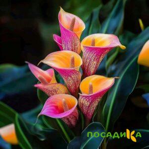 Калла Оникс купить по цене от 450р. в интернет-магазине «Посадика» с доставкой почтой в в Белорецке и по всей России – [изображение №1].