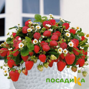 Клубника Рубиновый Шепот (горшечная) купить по цене от 240р. в интернет-магазине «Посадика» с доставкой почтой в в Белорецке и по всей России – [изображение №1].