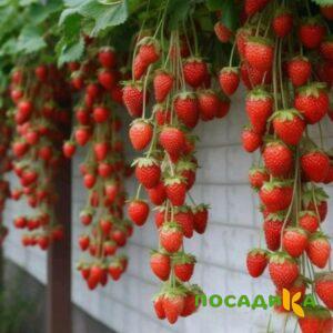 Клубника вьющаяся Комплимент купить по цене от 470р. в интернет-магазине «Посадика» с доставкой почтой в в Белорецке и по всей России – [изображение №1].