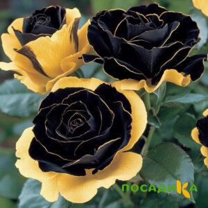 Роза Ханни Сикл купить по цене от 700р. в интернет-магазине «Посадика» с доставкой почтой в в Белорецке и по всей России – [изображение №1].