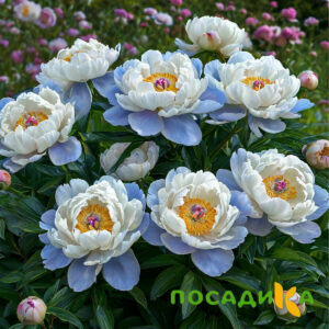 Пион акварельный Этюд купить по цене от 806р. в интернет-магазине «Посадика» с доставкой почтой в в Белорецке и по всей России – [изображение №1].