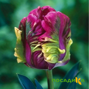 Тюльпан Экзотик Хэвен купить по цене от 186р. в интернет-магазине «Посадика» с доставкой почтой в в Белорецке и по всей России – [изображение №1].